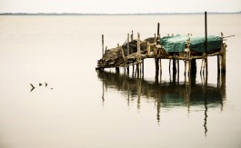 lagodilesina1