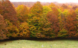 bosco1