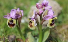 orchidee-del-gargano