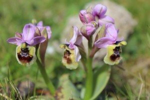 > il sentiero delle Orchidee in fiore @ Il sentiero delle orchidee | Puglia | Italia