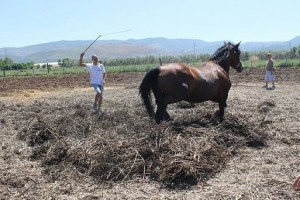 Festa della pesatura delle fave di Carpino @ Azienda Agricola Cannarozzi | Carpino | Puglia | Italia